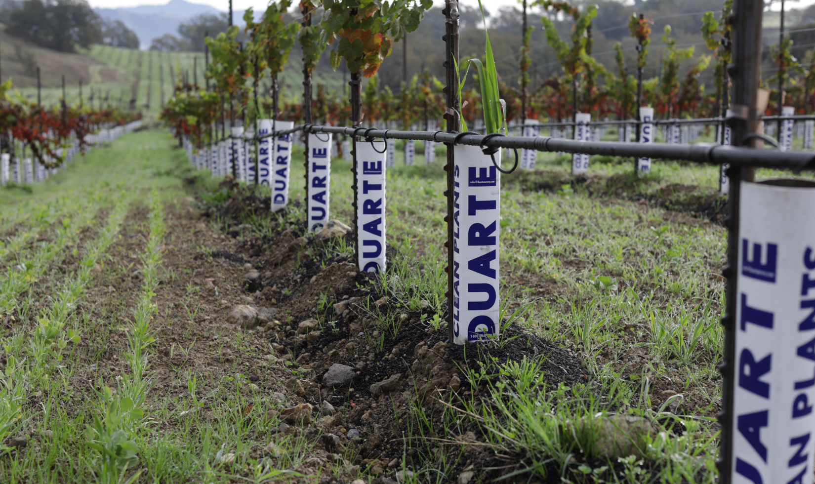young grapevine plants planted in a vineyard 