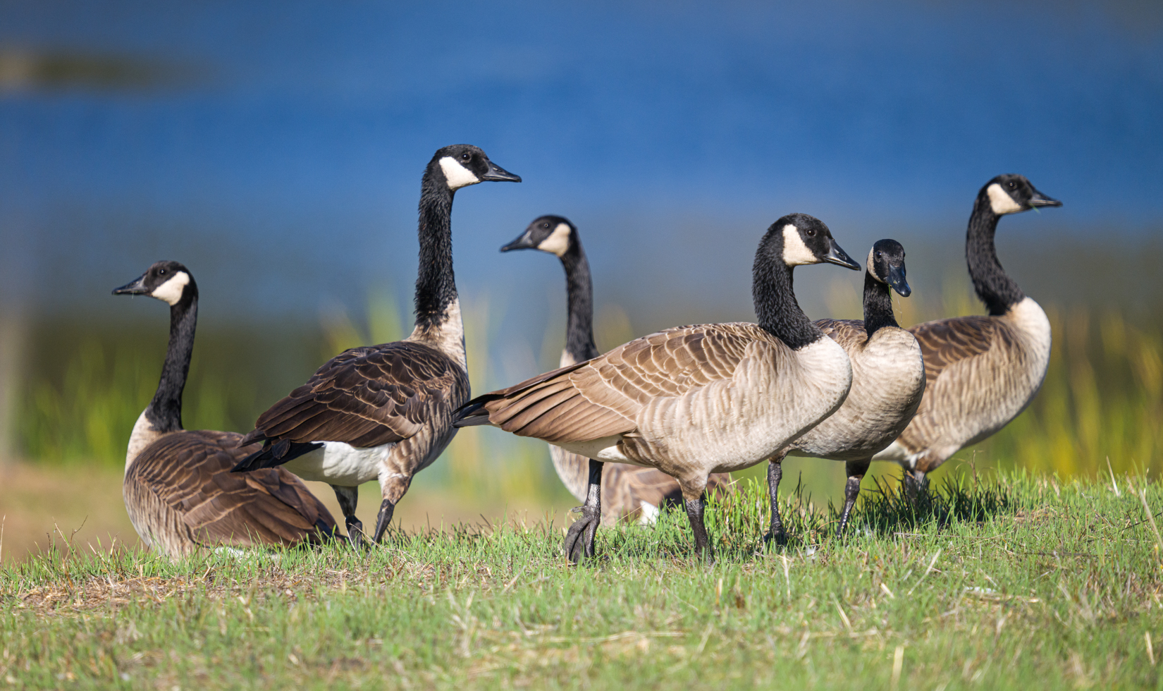 Canada Geese perch on the grass at Jordan Estate.