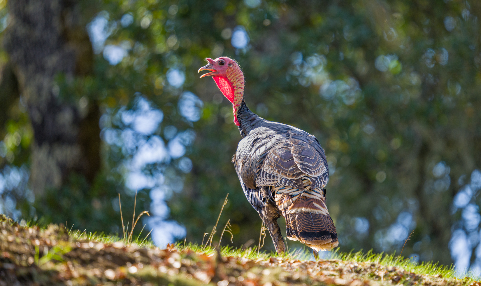 A wild turkey trots across the Chateau Block Vineyard.
