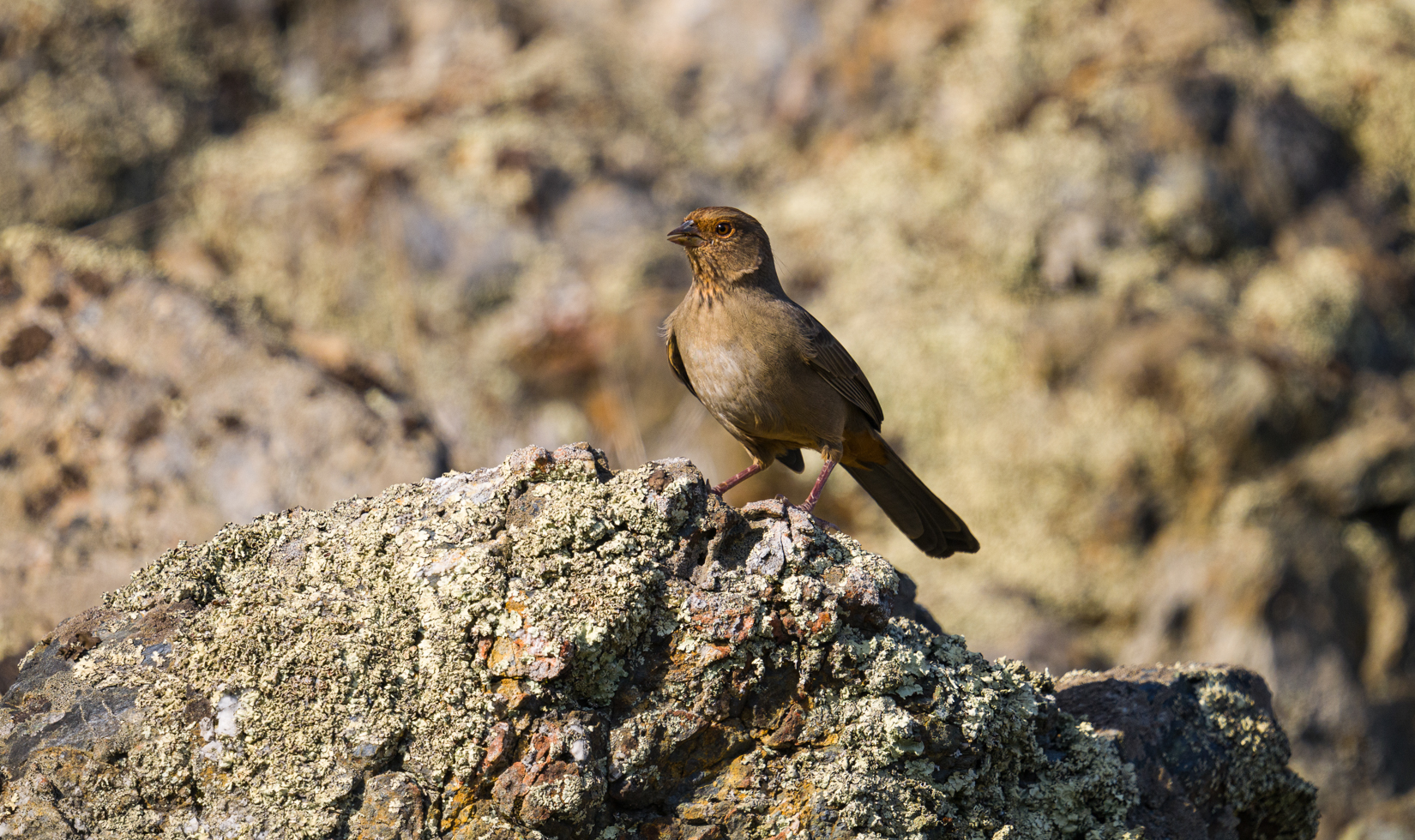 A brown towhee sits on a sunny rock.