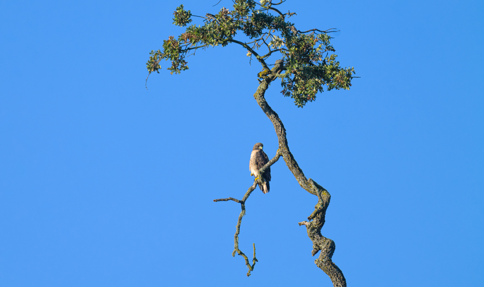 A Red-Tailed Hawk rests on oak tree branch.