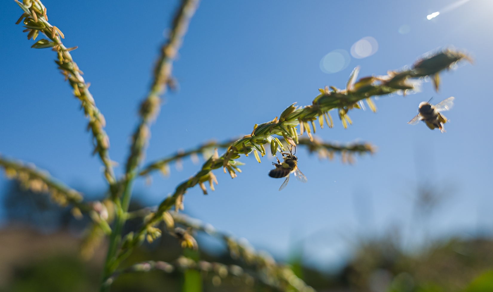 bees flying and pollinating plants in garden