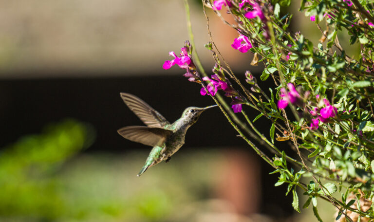 A hummingbird hovers by a flower.