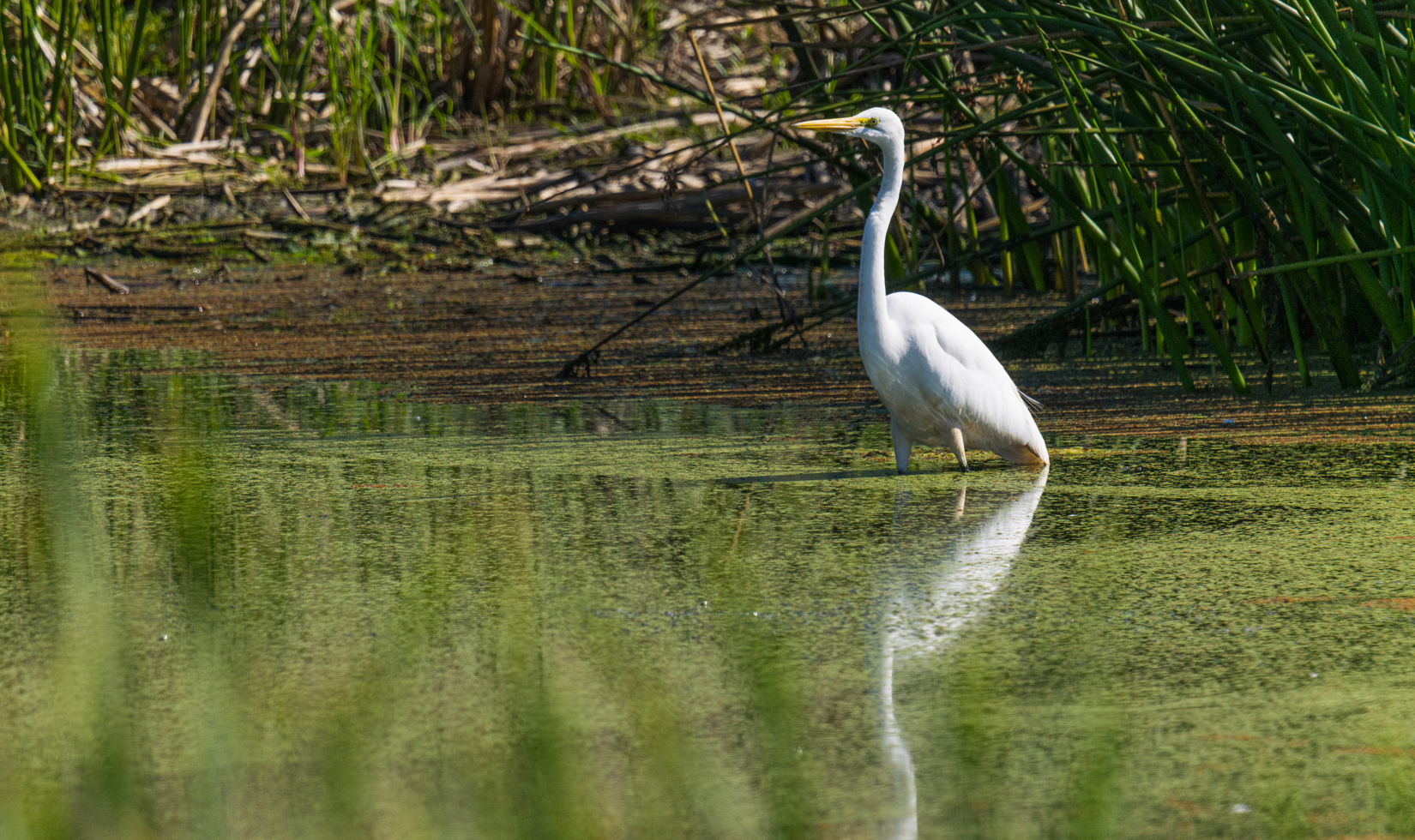 A Great Egret wades into a lake.