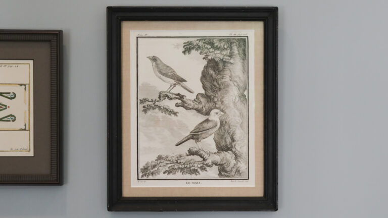 Drawing of two sparrows in oak tree
