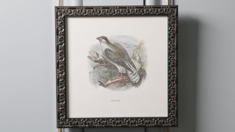 Framed image of autour bird