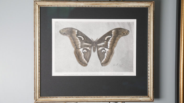 Framed woodcut engraving of a silk moth
