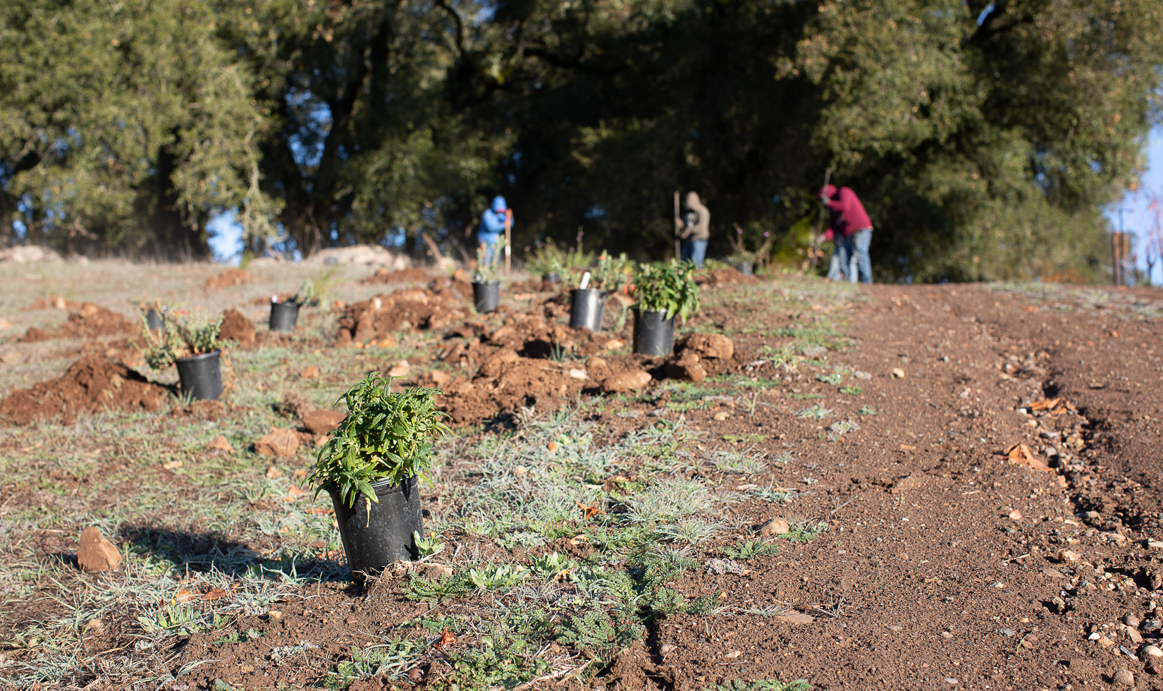 plants set on a dirt hill with farmers working in the background with shovels and plantings