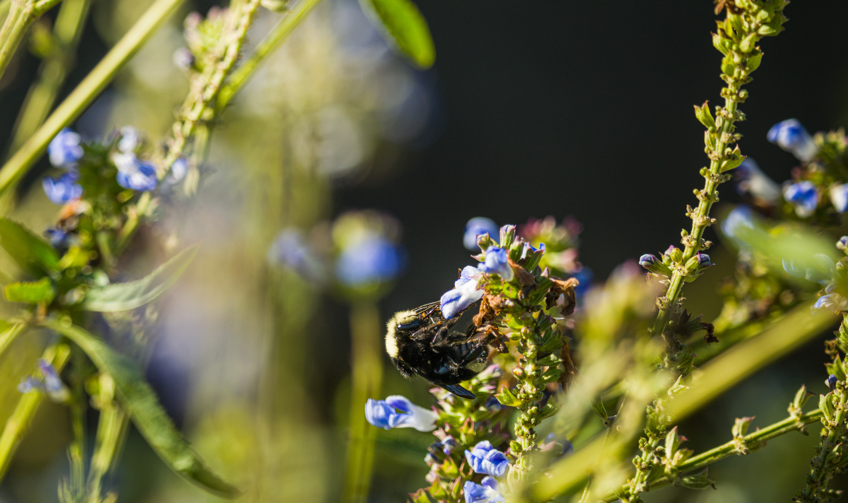 bumblee sitting on pollinator plants