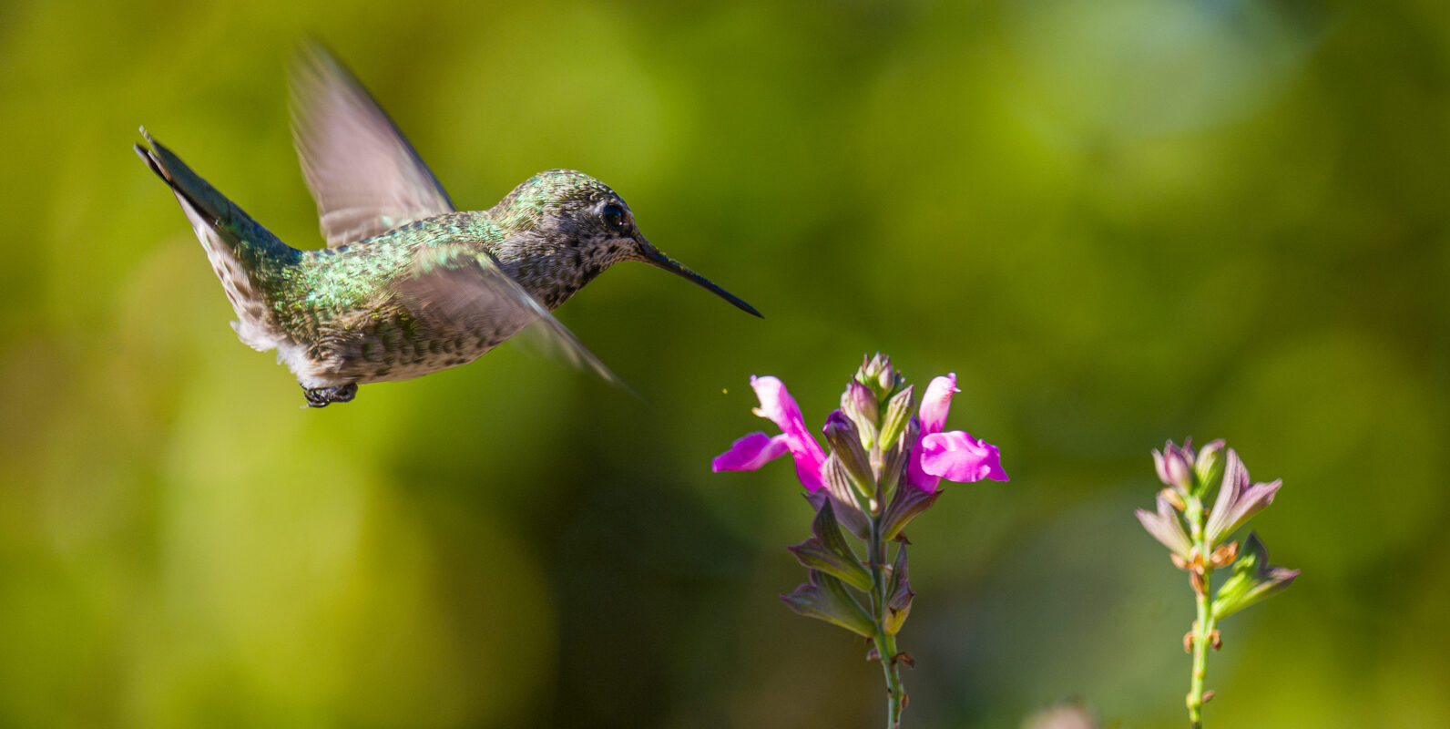 A hummingbird hovers by a flower.