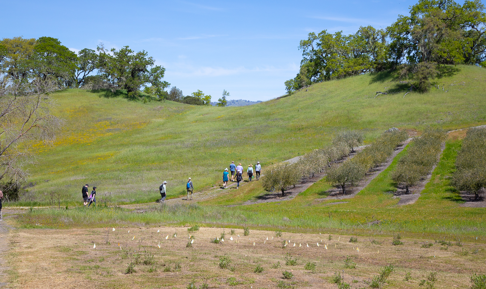 hikers walking through olive groves and pollinator gardens in springtime