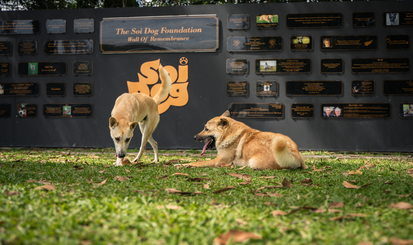 two dogs walking around dog shelter on green grass