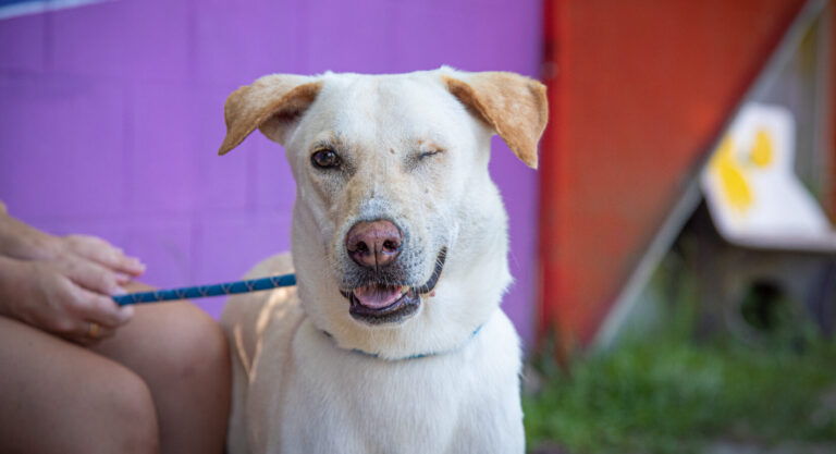 one-eyed white dog looking at camera