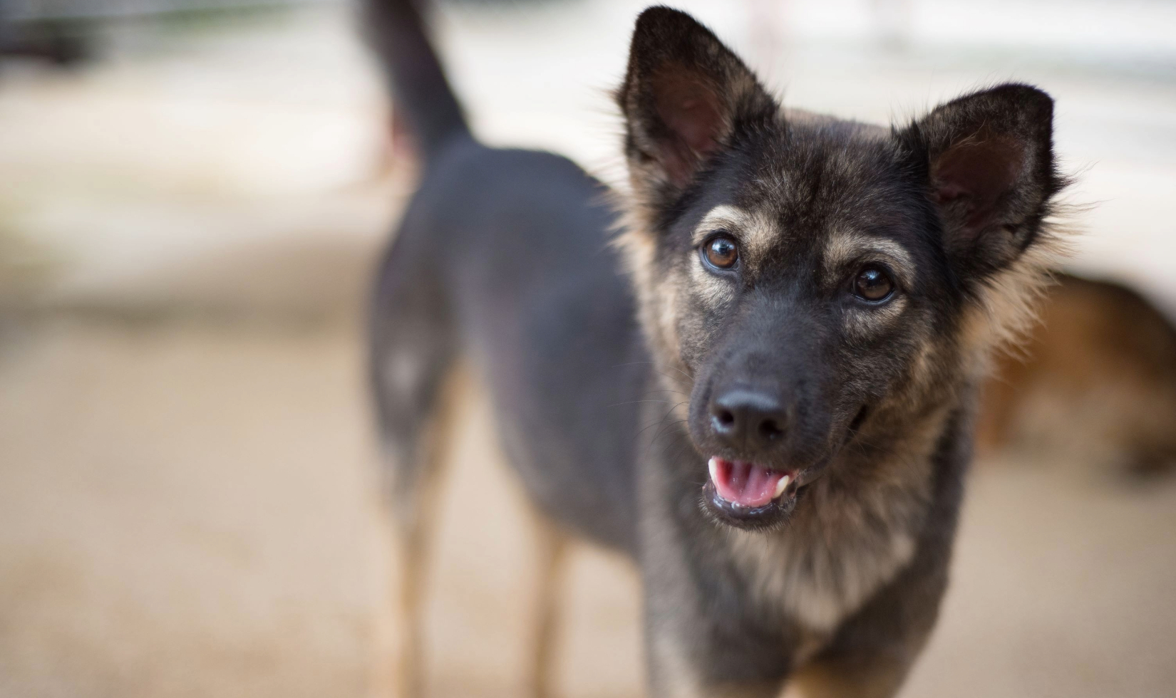 German shepherd mix puppy 