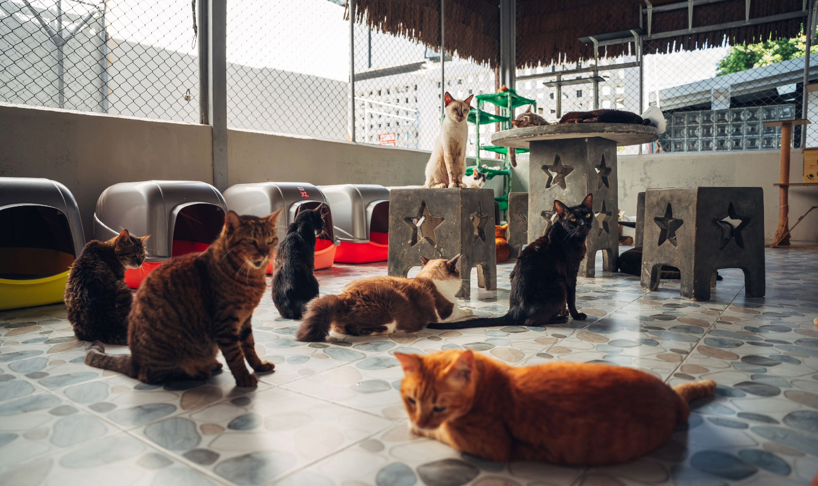 cats playing outside of carriers in cattery