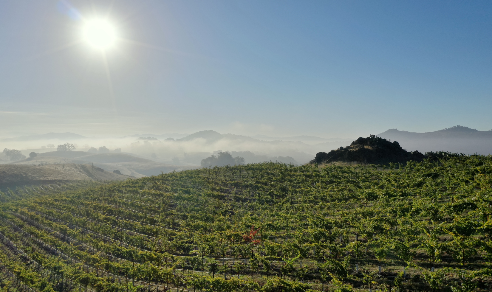 aerial view of vineyards with mountains and the sun in the distance