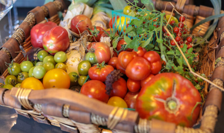 basket of tomatoes picked from the jordan garden