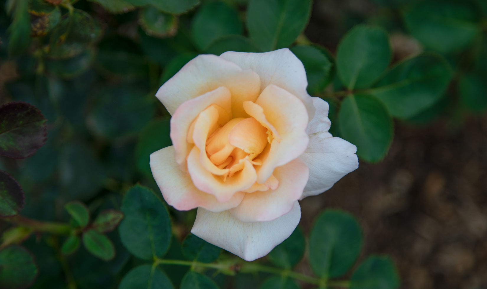 close up on hybrid tea rose