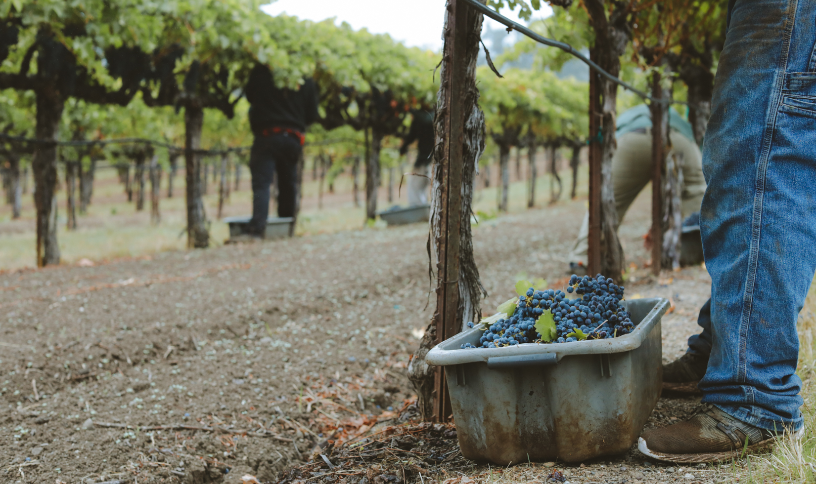 cabernet grapes in bin on ground during harvest