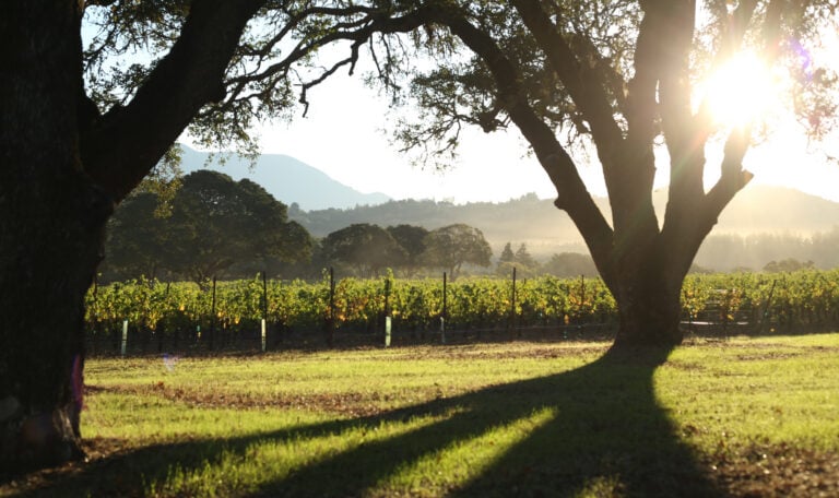 vineyards during sunrise