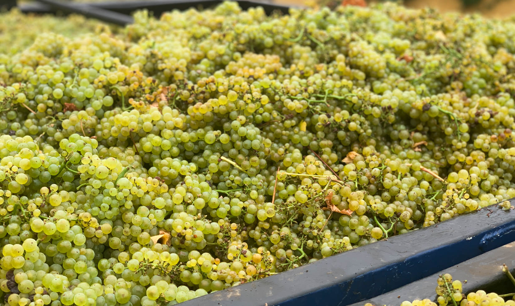chardonnay grapes in gondola