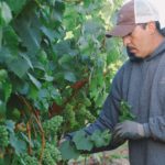 Jordan Winery vineyard worker Pulling leaves off of the grapevines