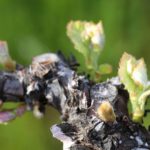 Close up of bud break happening on a grape vine