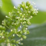 Flowering chardonnay grapes in May 2016.