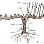 Basic grapvine diagram image