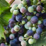 Close up of Cabernet fruit on the vine going through veraison